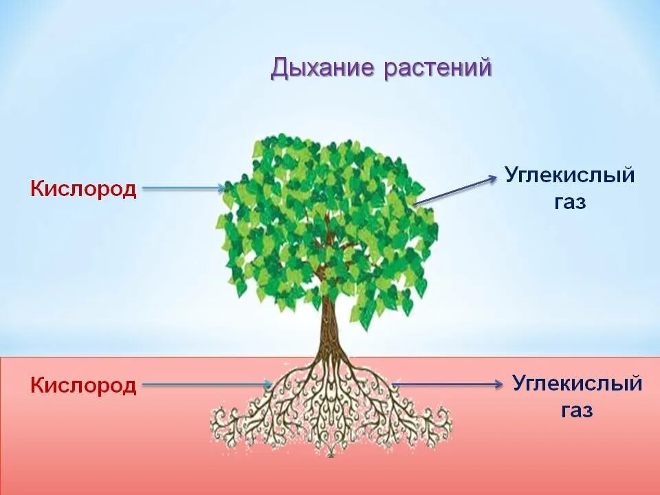 Каков процесс дыхания растений. Дыхание растений. процесс дыхания растений. дыхание деревьев. дерево дышит.