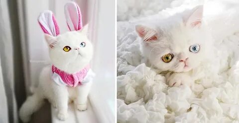 Кот пам пам