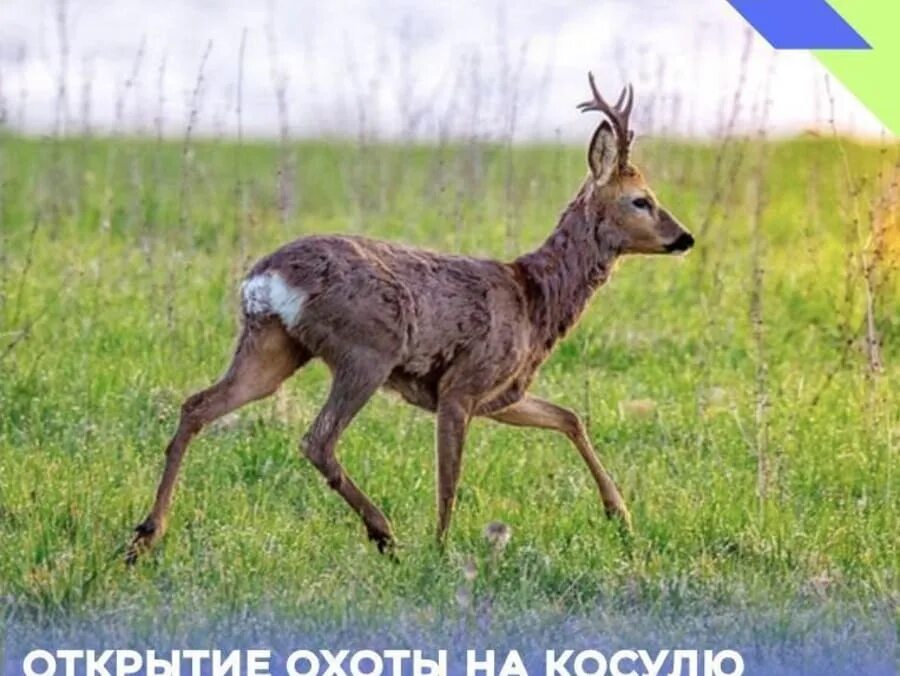 Косуля мужская особь. Элик косуля. Когда начинается гон у косули. Гон у косули сибирской. Гон у косули сибирской.