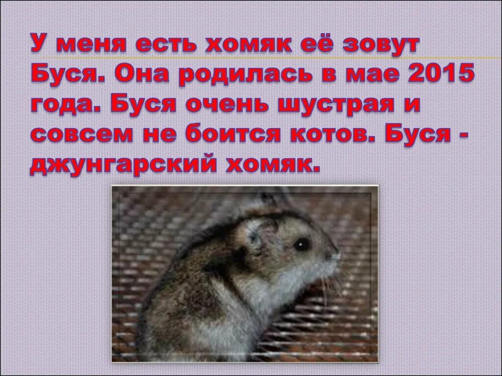 Какие карты в хомяке 5 июля. Какие карты в хомяке 5 июля