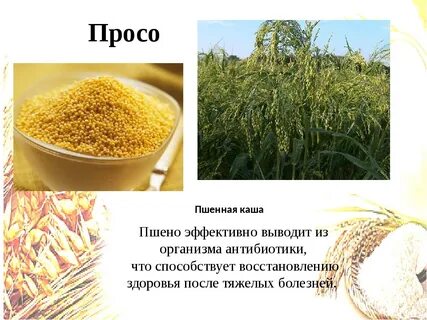 Пшенная каша из чего