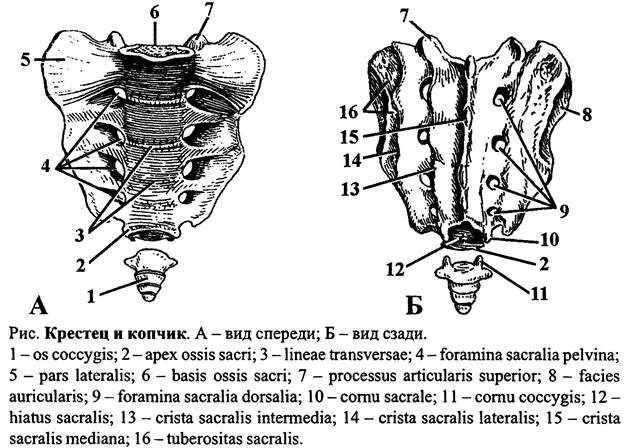 Строение позвонков крестца копчика. Крестцовый позвонок строение анатомия. Анатомическое строение крестца. Крестец строение анатомия позвонков.