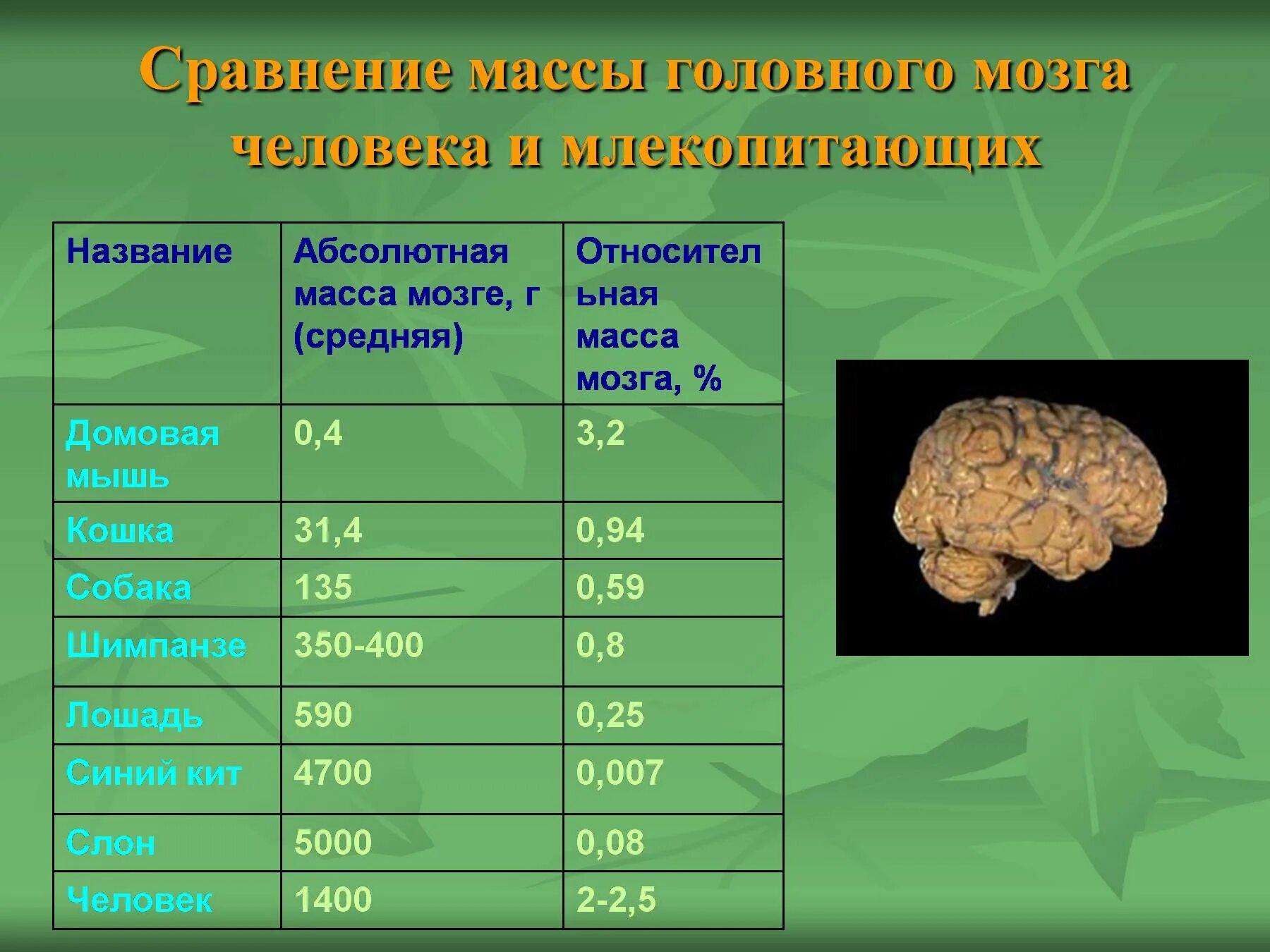 На сколько изучен мозг. Масса мозга человека. Масса мозга народов. Средняя масса мозга. Абсолютная масса мозга это.