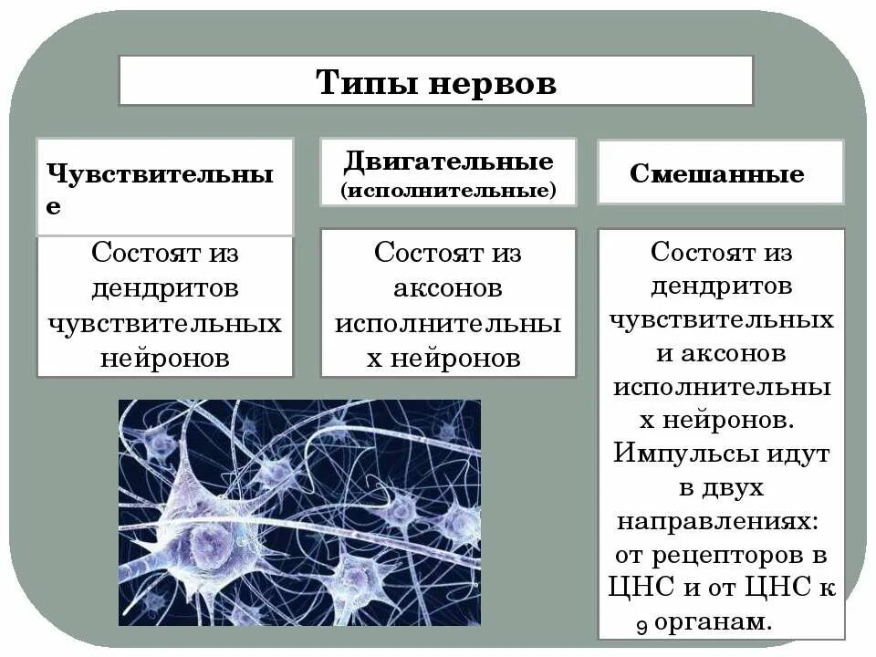 Виды нервной системы 8 класс. Чувствительные исполнительные и смешанные нервы. Нервы виды нервов. Чувствительные нервы состоят из. Нервные структуры типы.