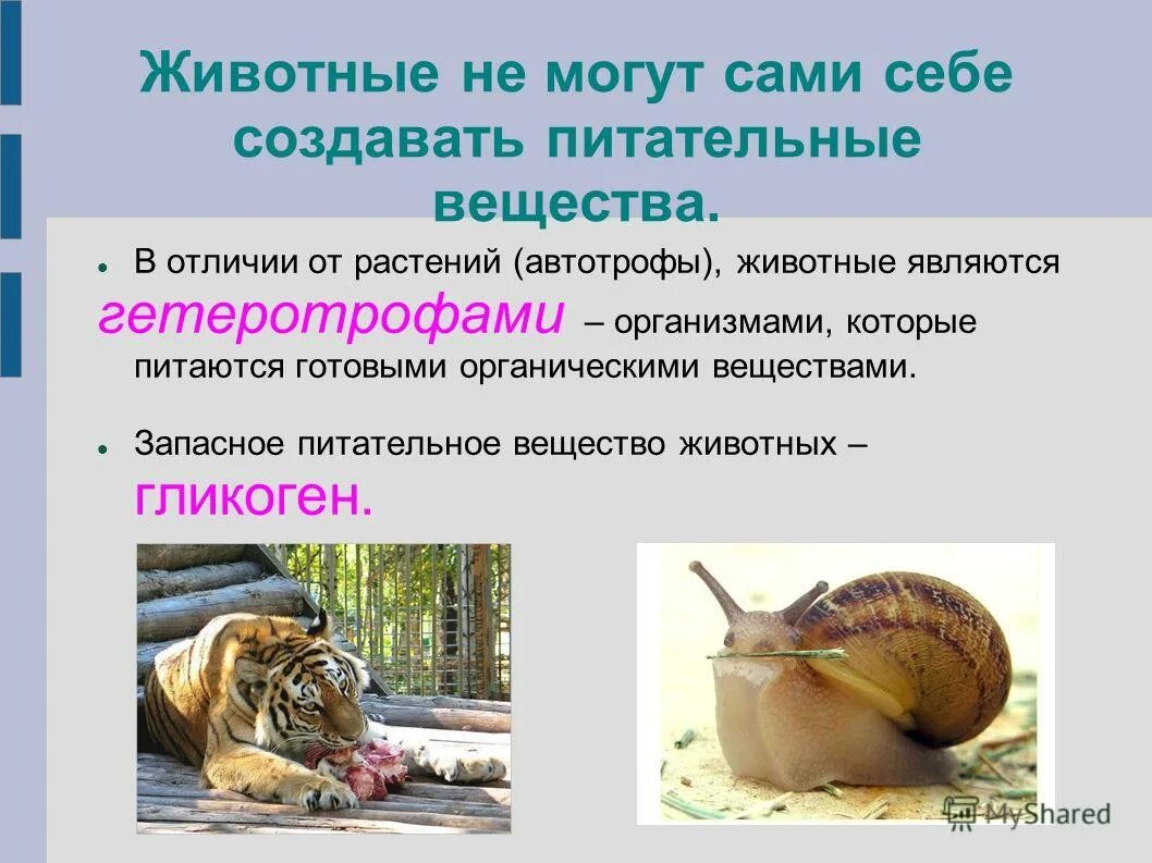 Питание белки. Питательные вещества для животных. Белковые продукты. Состав пищи питательные вещества. Питательные вещества животных.