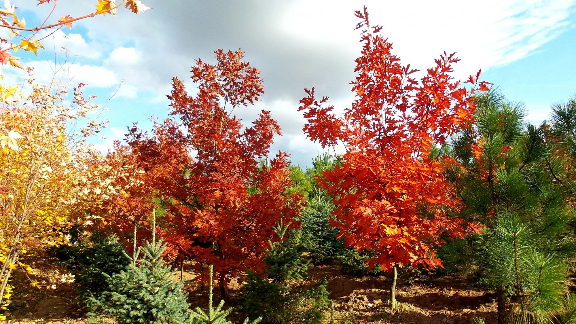 Клён канадский краснолистный. Дуб красный Quercus rubra. Клен канадский красный. Дуб красный (Quercus rubra c3 60-100). Красно черешчатый дуб