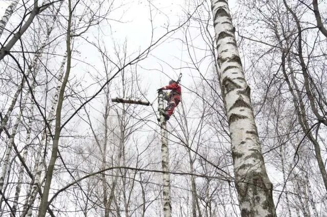 Спил деревьев во владимире. Кронирование березы. спил и кронирование березы. кронирование березы на даче. спил дерева фото.
