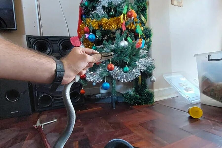 Woman finds 10-foot python in her Christmas tree CNN