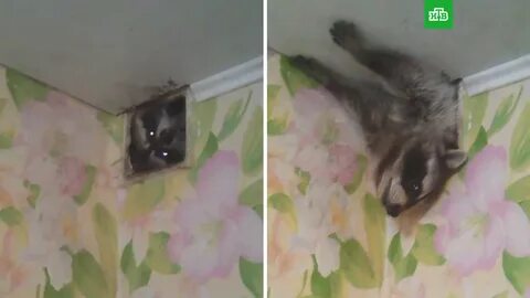 Енот илюша разнес квартиру видео