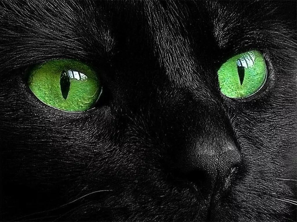 Black cat eye. Черная кошка с зелеными глазами. Чёрный КГТ С зелёными шлазами. Кошка с зелеными глазами. Чёрный кот с зелёными глазами.