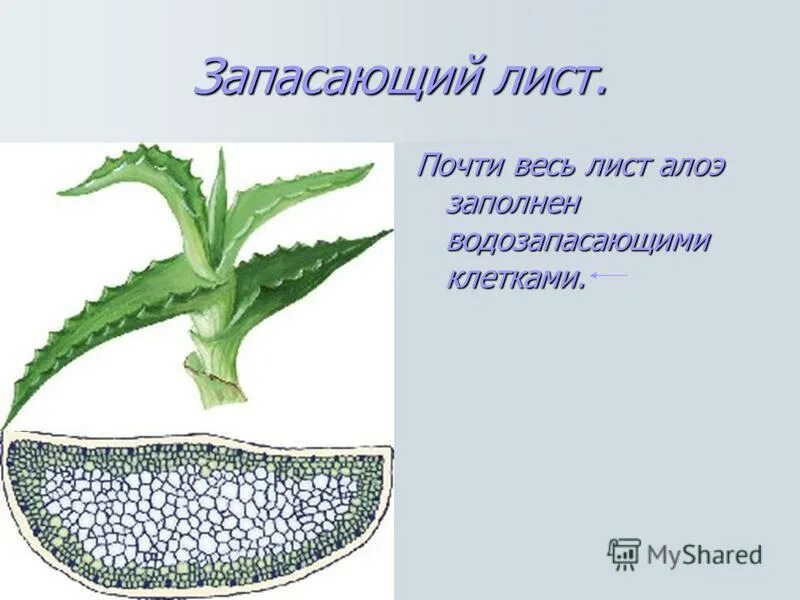 Клетки алоэ. Водоносная паренхима алоэ. Поперечный срез листа алоэ. Анатомическое строение листа алоэ.