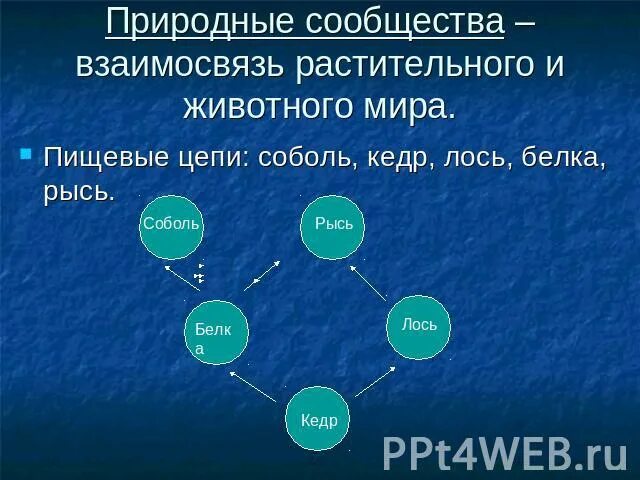 Соотношение растений и животных