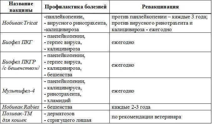 Вакцинация кошек какие. Вакцинация котят график прививок. Прививки котятам по возрасту таблица. Прививки котенку до года таблица обязательные. Прививки коту в 1 год.