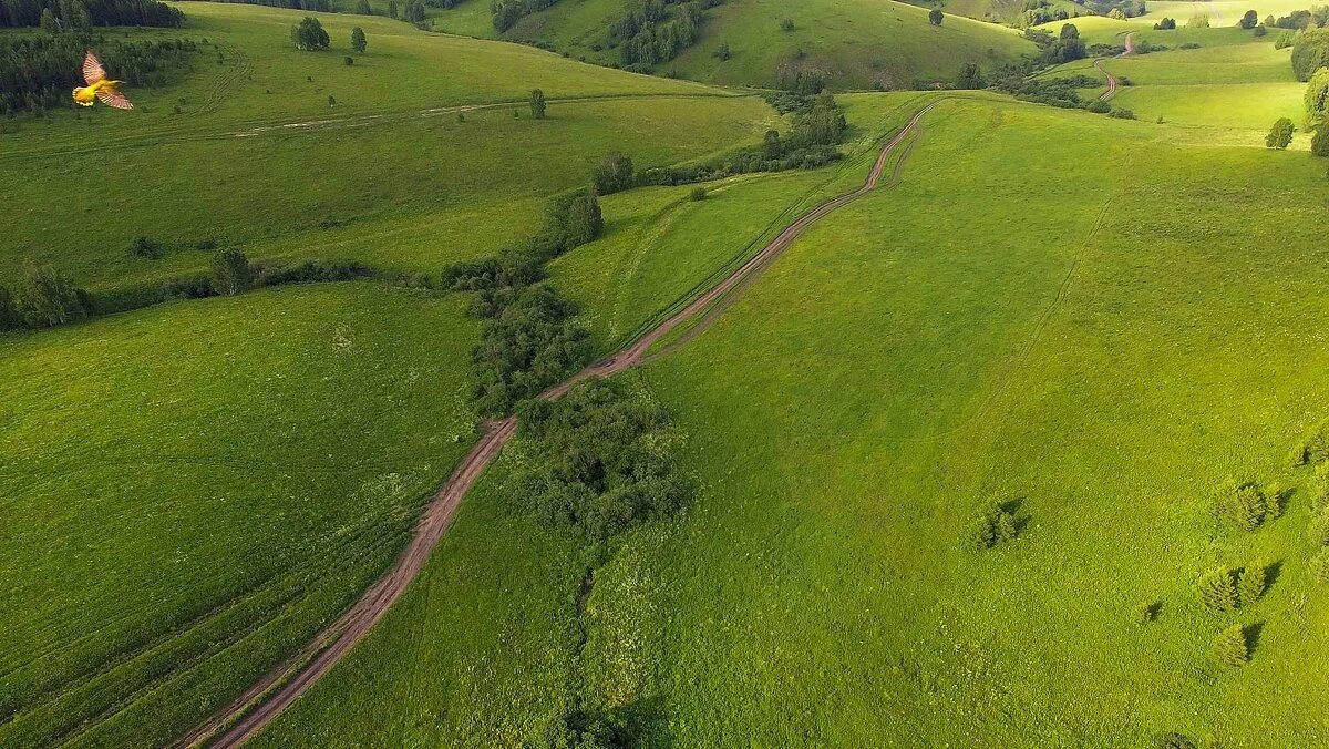 Поляна с разноцветными цветами. Сибирская тайга хмао сверху. Типы полян. Типы полян. Типы полян.