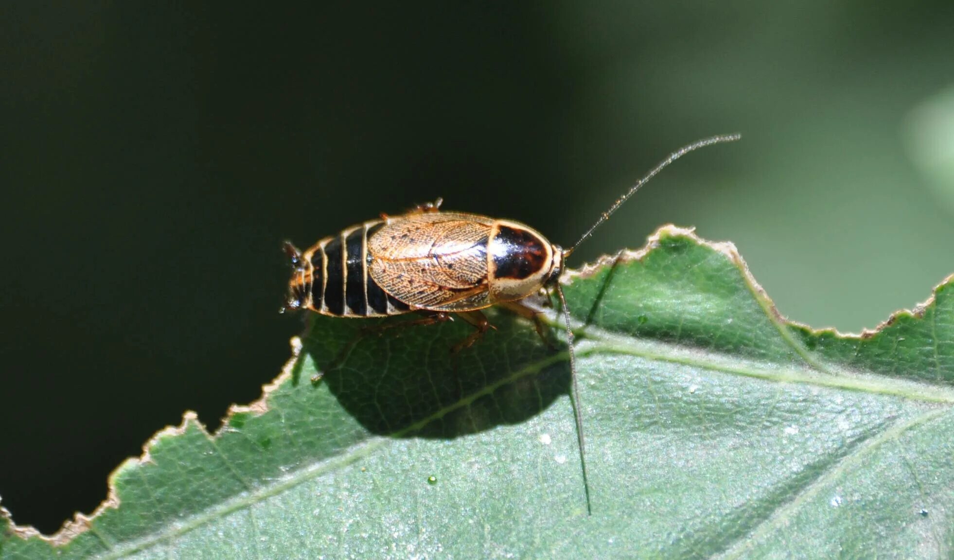 Ectobius. Лапландский таракан. Ectobius sylvestris. Таракан мадагаскарский. Ectobius lapponicus.