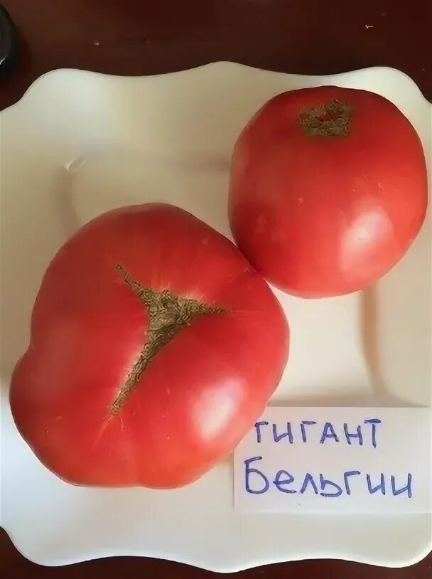 Томат малиновый охотник. Гигант бельгии. Гигант бельгии. Томат бельгийский гигант жёлтый (giant belgian yellow). Сорт томата гигант бельгии.