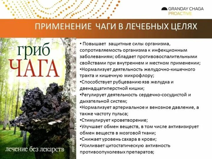 Для чего полезна чага березовая