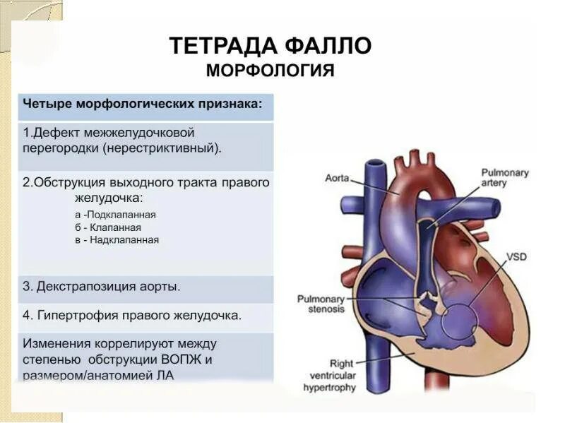 У какого животного имеется неполная межжелудочковая перегородка