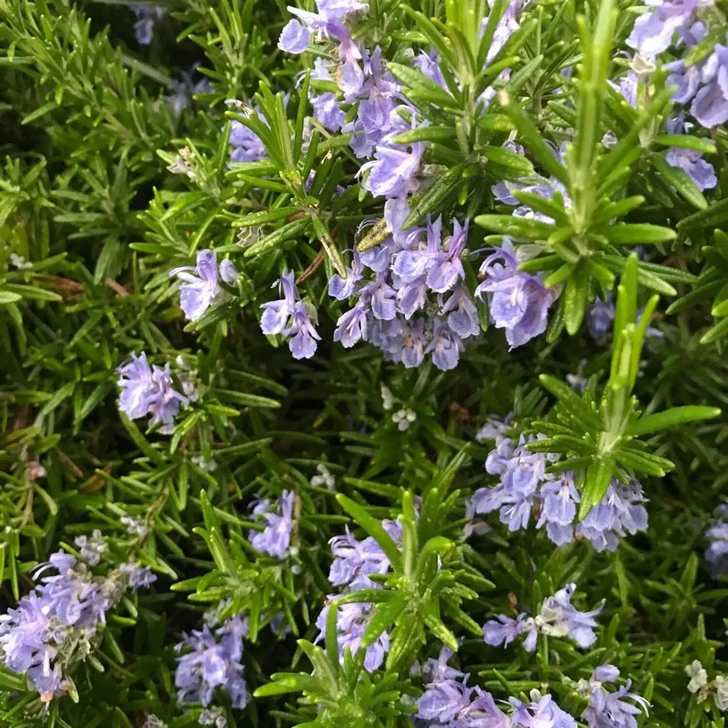 Horta aromática: 15 temperos para se ter em casa Como plantar alecrim, Planta he
