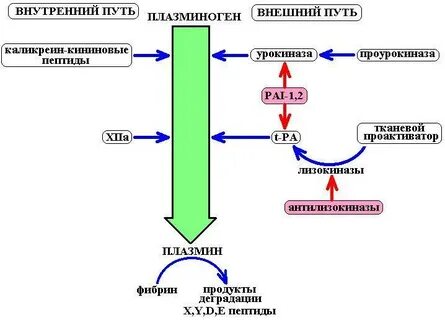 Плазминоген