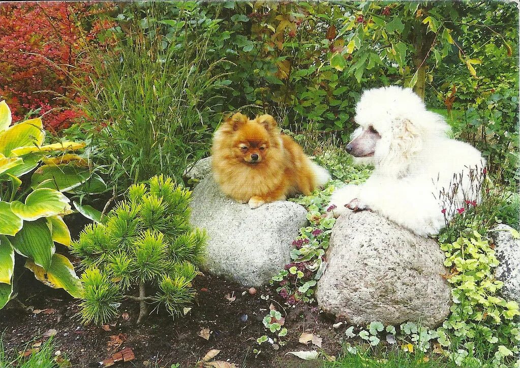 Pin on pet in 2025 Poodle puppy, Mini poodle puppy, Poodle