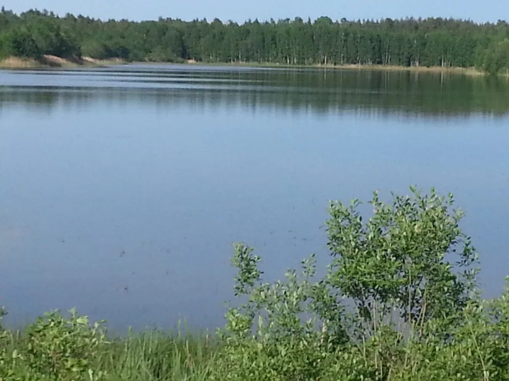 Озеро в жуковке брянской области. Заозерье ленинградская область гатчинский район. Продается озеро. Продается озеро. Продается озеро.