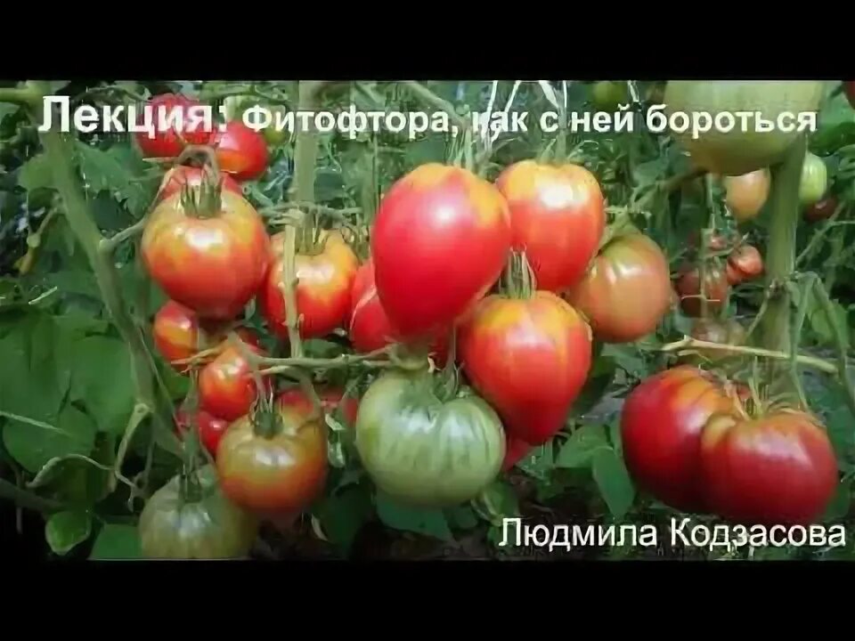 Сорта томатов не подверженные фитофторе. Сорта томатов не подверженные фитофторе