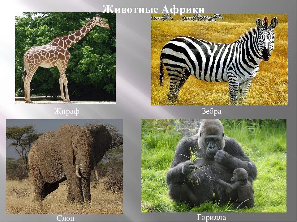 Животные африки 2 класс. Животные Африки. Животные и растения Африки. Растительный и животный мир Африки. Названия животных Африки.