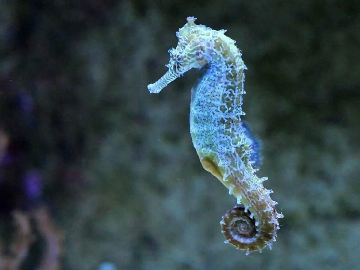 Морской конек живой. Длиннорылый морской конёк. Морской конёк (Hippocampus guttulatus). Морской конек (Hippocampus Hippocampus). Конек горбунок морской.