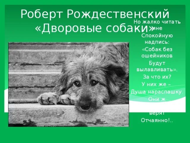 Рождественский стихи о собаке. Дворовые собаки Рождественский. Жалкая читать