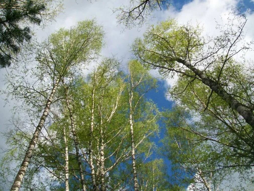Ствол березы. Береза в инее. Текстура березы. Красивая осень. Береза черно белая.