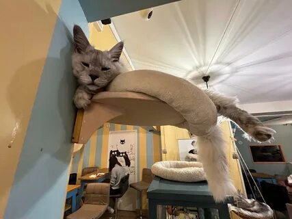 Котокафе ростов