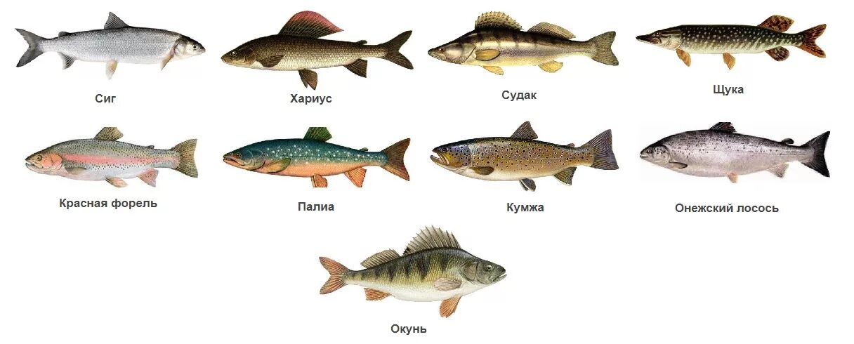 Рыбы в озерах россии. Рыба Карелии. Озерные рыбы. Рыба Карелии названия. Рыбы обитающие в Озерах.