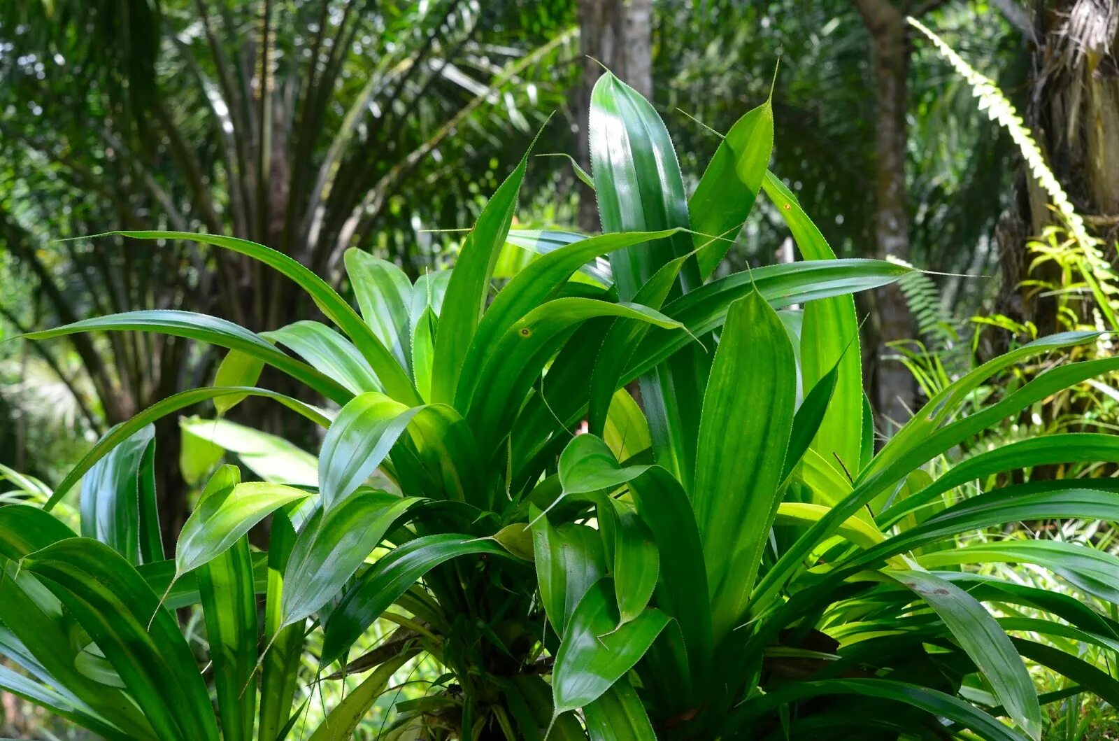 Комнатное растение панданус. Панданус винтовая пальма. пандуе винтовоя падьма. панданус сандера винтовая пальма. хлорофитум панданус.
