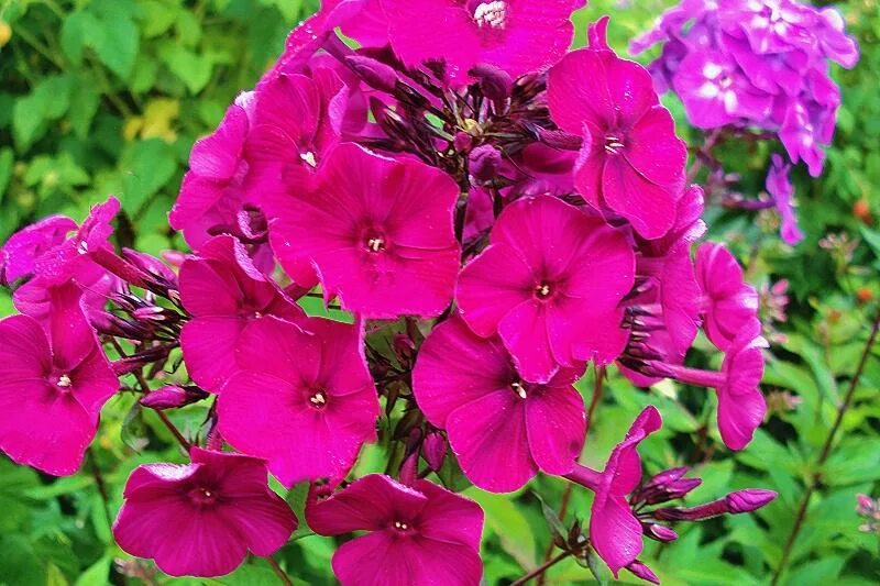 Флокс флейм пурпл. Флокс nicky фиолетовый. Флокс nicky. Флокс ники. Флокс (phlox) nicky.