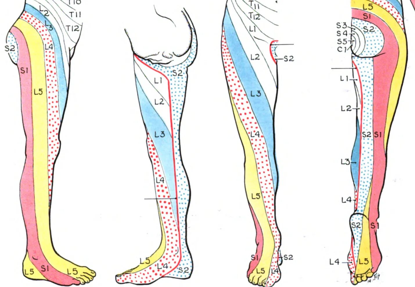 Боли в ноге от бедра до ступни. Радикулопатия диска l3-l4. Дерматом l4-l5. Радикулопатия l5-s1. Иннервация грыжи l5-s1.