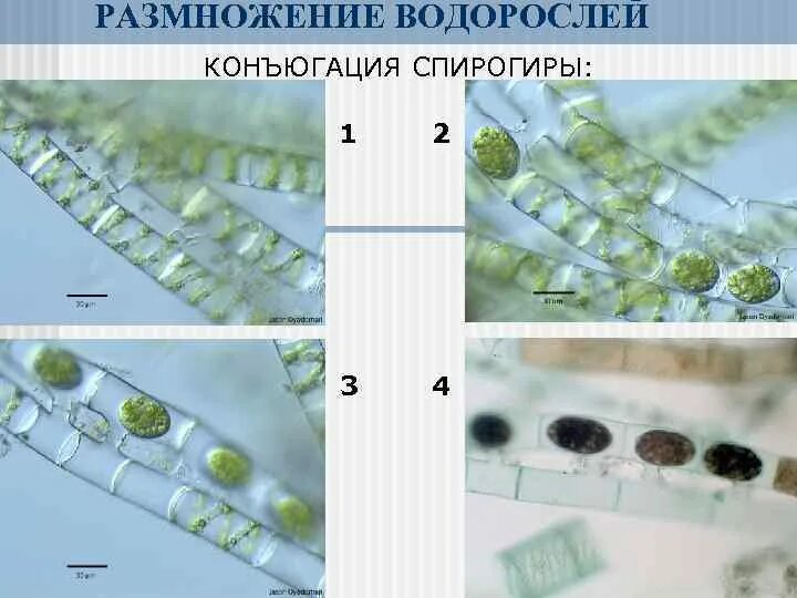 Спирогира половое. Конъюгация водоросли спирогиры. Конъюгация спирогиры схема. Спирогира водоросль размножение. Размножение спирогиры конъюгация.