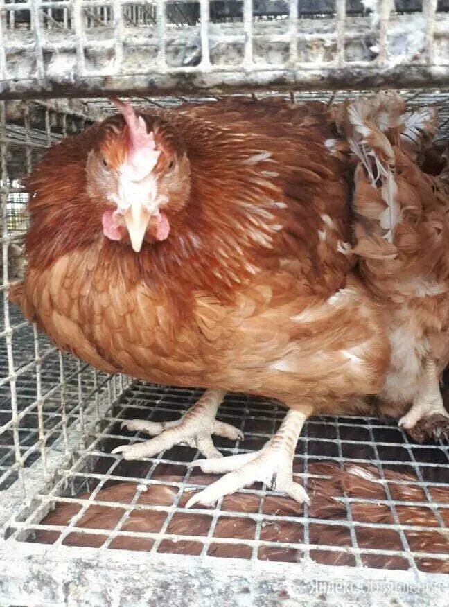 куры леггорн изабель. куры породы сибрайт серебристый. ливенские куры. воронежские куры. рынок продажа петуха.