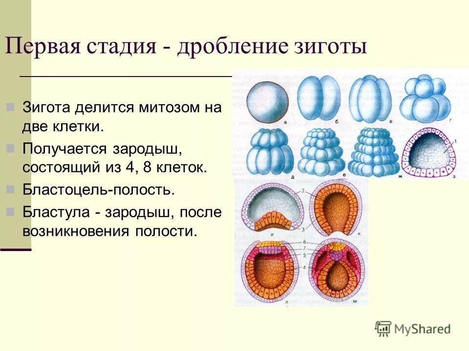 Бластула и бластоцель. Сиговая бластула что это. Бластула Бэр. Бластула это зародыш.