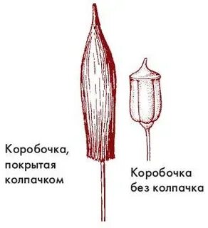 Рассмотрите коробочку со спорами