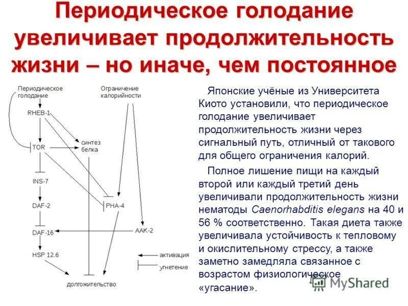 Интервальное голодание схемы питания. Процессы при интервальном голодании. Периодическое голодание схемы. Польза интервального голодания. Схема голода