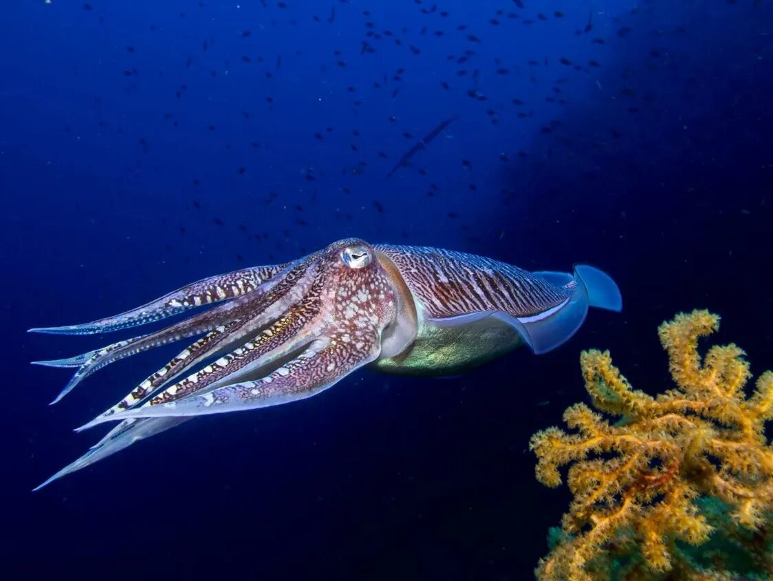 Головоногие моллюски каракатица. Панцирь морской каракатицы. Мальки каракатицы. Головоногие моллюски кальмар обыкновенный.