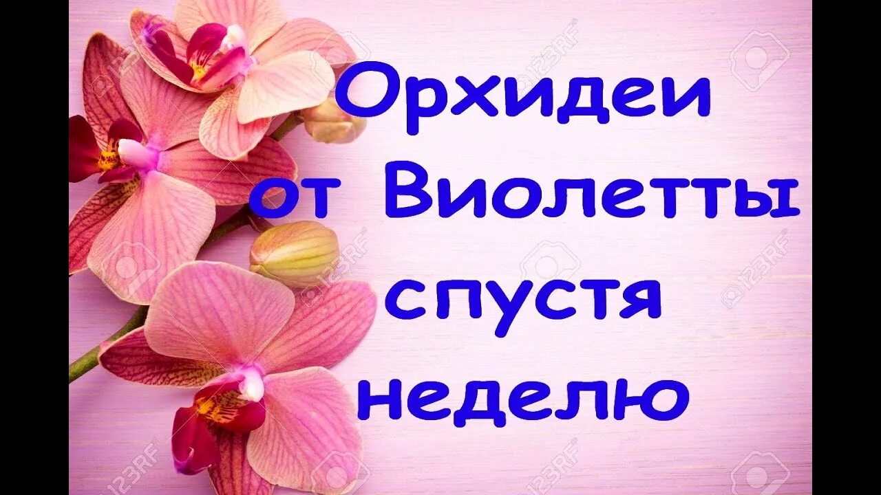 ОРХИДЕИ от Виолетты 7 ДНЕЙ спустя,мой УХОД за "азиатами" во мхе (из посылки). - 