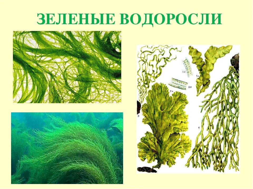 Разнообразие водорослей биология. Хлорофита зеленые водоросли. Отдел зеленые водоросли представители. Зеленые водоросли 5 класс биология. Ламинария отдел водорослей.