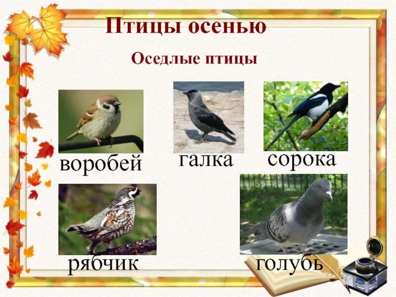 Оседлые птицы. Оседлые птицы названия. Перелетные и оседлые птицы. Оседлые птицы для дошкольников.