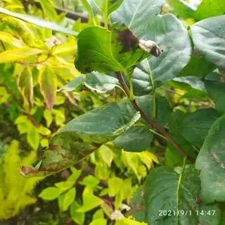 Листья сирени чернеют и скручиваются
