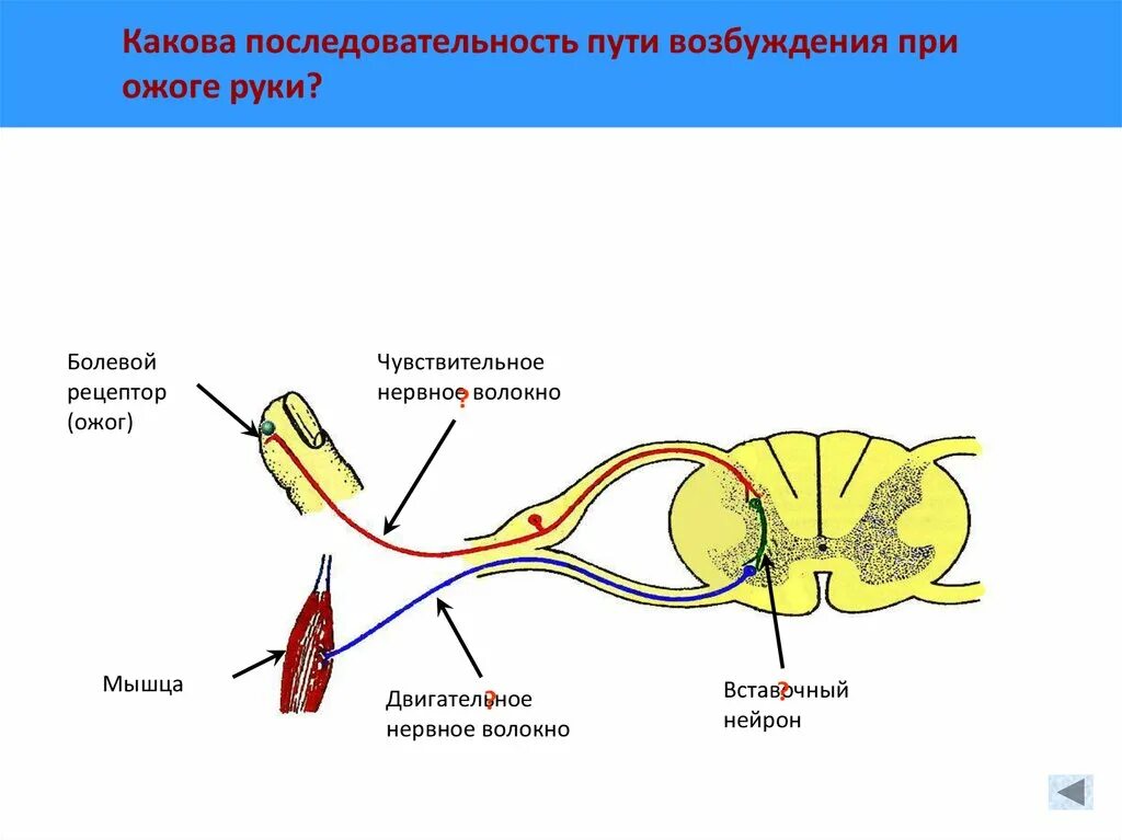 Двигательный вегетативный нейрон. Схема рефлекторной дуги отдергивания руки. Рефлекторная дуга спинного мозга анатомия. Рефлекторная дуга задние рога спинного мозга. Рефлекторная дуга с болевыми рецепторами.