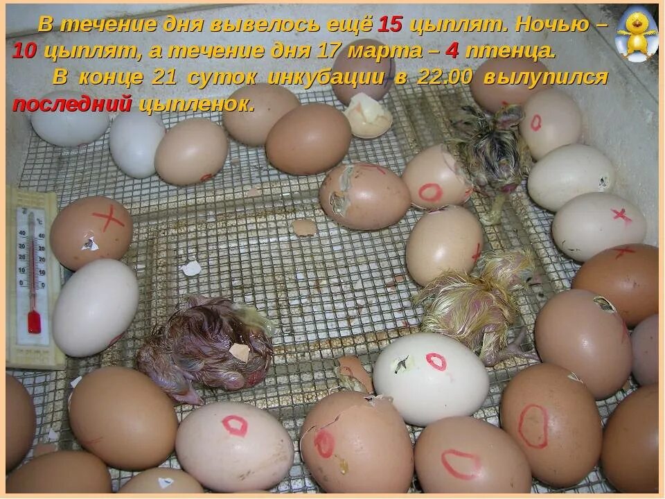 Через сколько проверять яйца в инкубаторе. Овоскопирование яиц фазана. Инкубационное яйцо цыплята. Цыплята в инкубаторе.