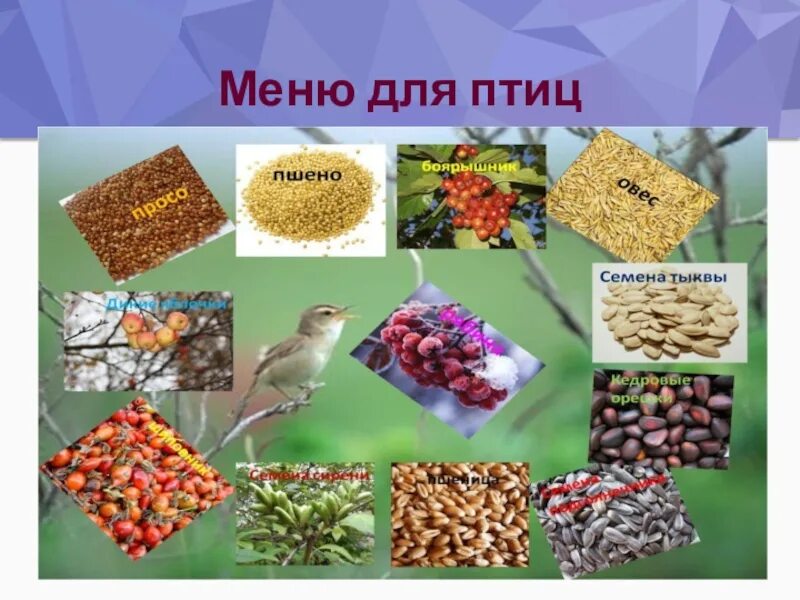 Продукты получаемые от птиц. Меню для птиц. Надпись корм для птиц. Корм для зимующих птиц. Птичка меню.