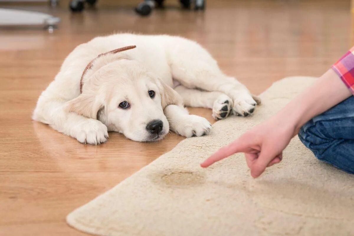 Почему собака пахнет псиной. Животные на ковре. Собака на ковре. Щенок на диване. Щенок на ковре.
